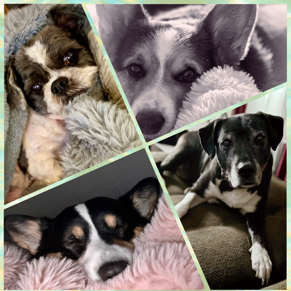 🦋 Our Fur Babies 🦋